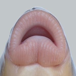 Moxostoma sp. “Brassy” Jumprock - Lips