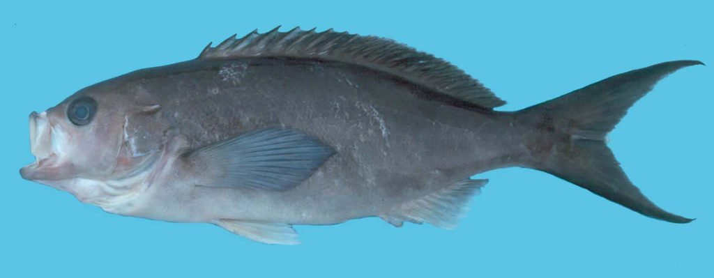 Cephalopholis furcifer