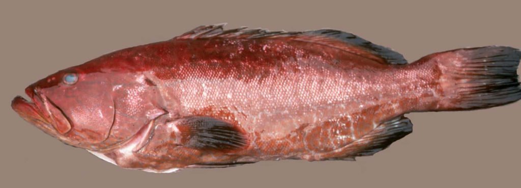 Mycteroperca bonaci