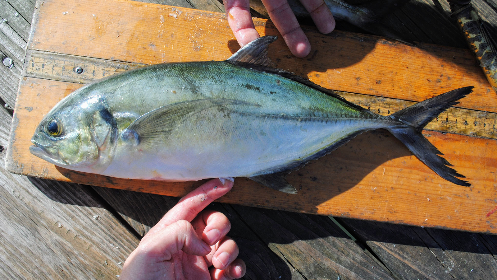 Caranx Crysos NCFishes Caranx Crysos NCFishes