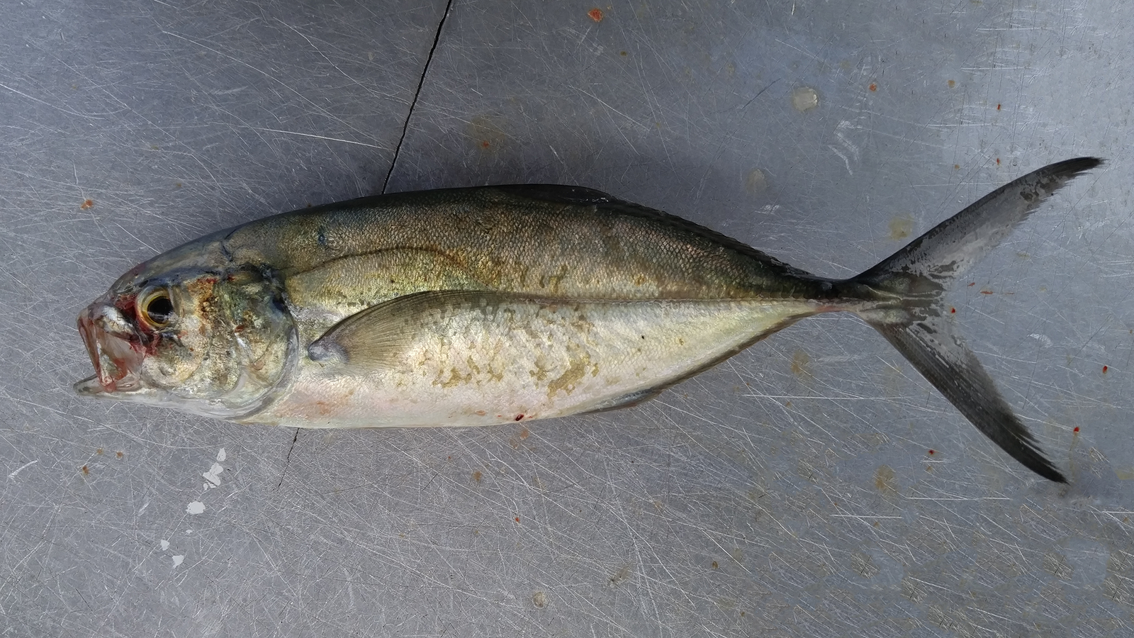 Caranx Crysos NCFishes Caranx Crysos NCFishes