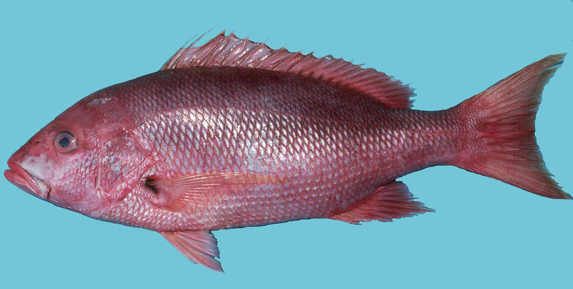 types of snapper