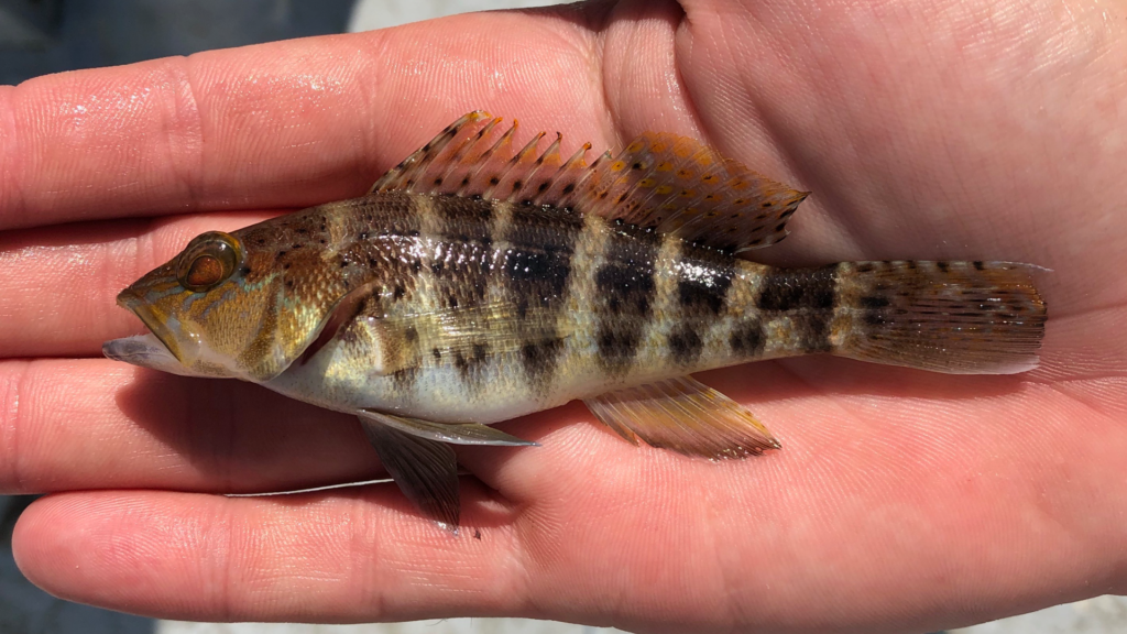 Centropristis ocyurus
