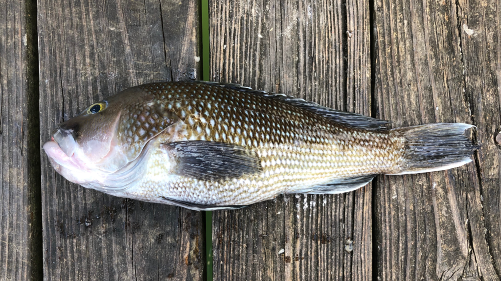 Centropristis striata