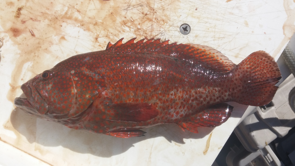 Cephalopholis cruentata