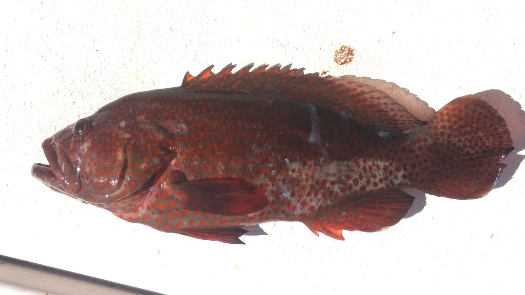 Cephalopholis cruentata