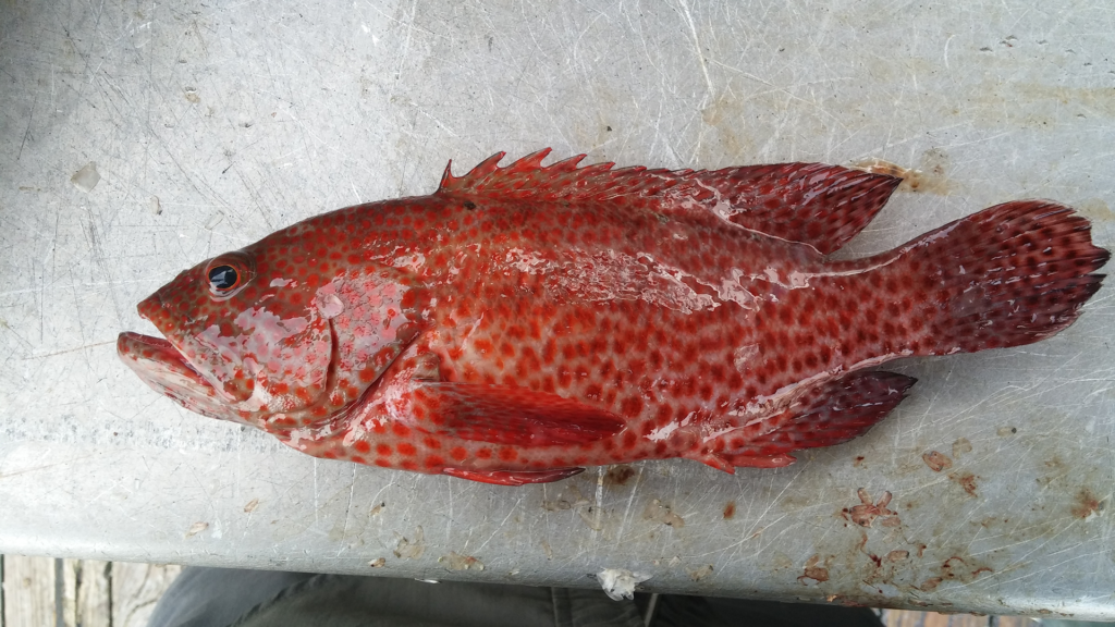Cephalopholis cruentata