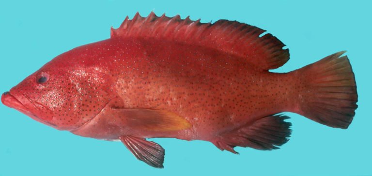 Cephalopholis cruentata »