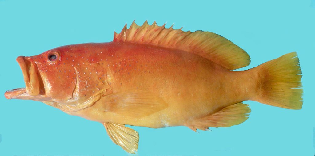 Cephalopholis fulva