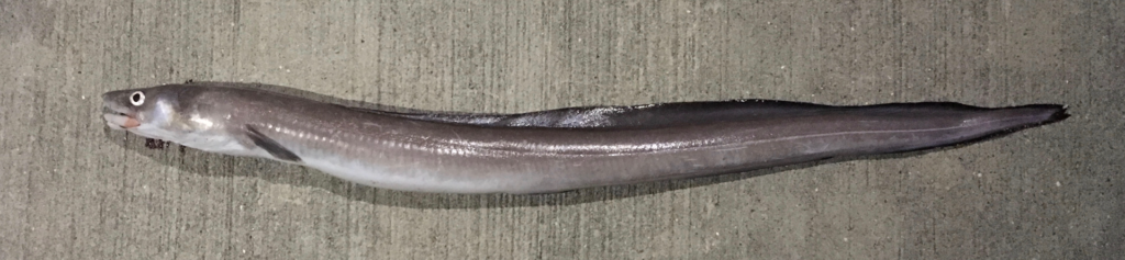 Conger oceanicus