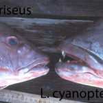 Lutjanus cyanopterus - Lutjanus griseus