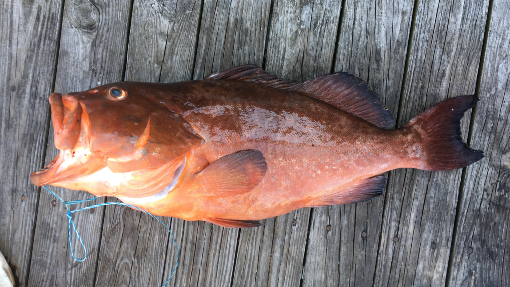 Epinephelus morio