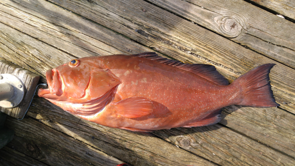 Epinephelus morio