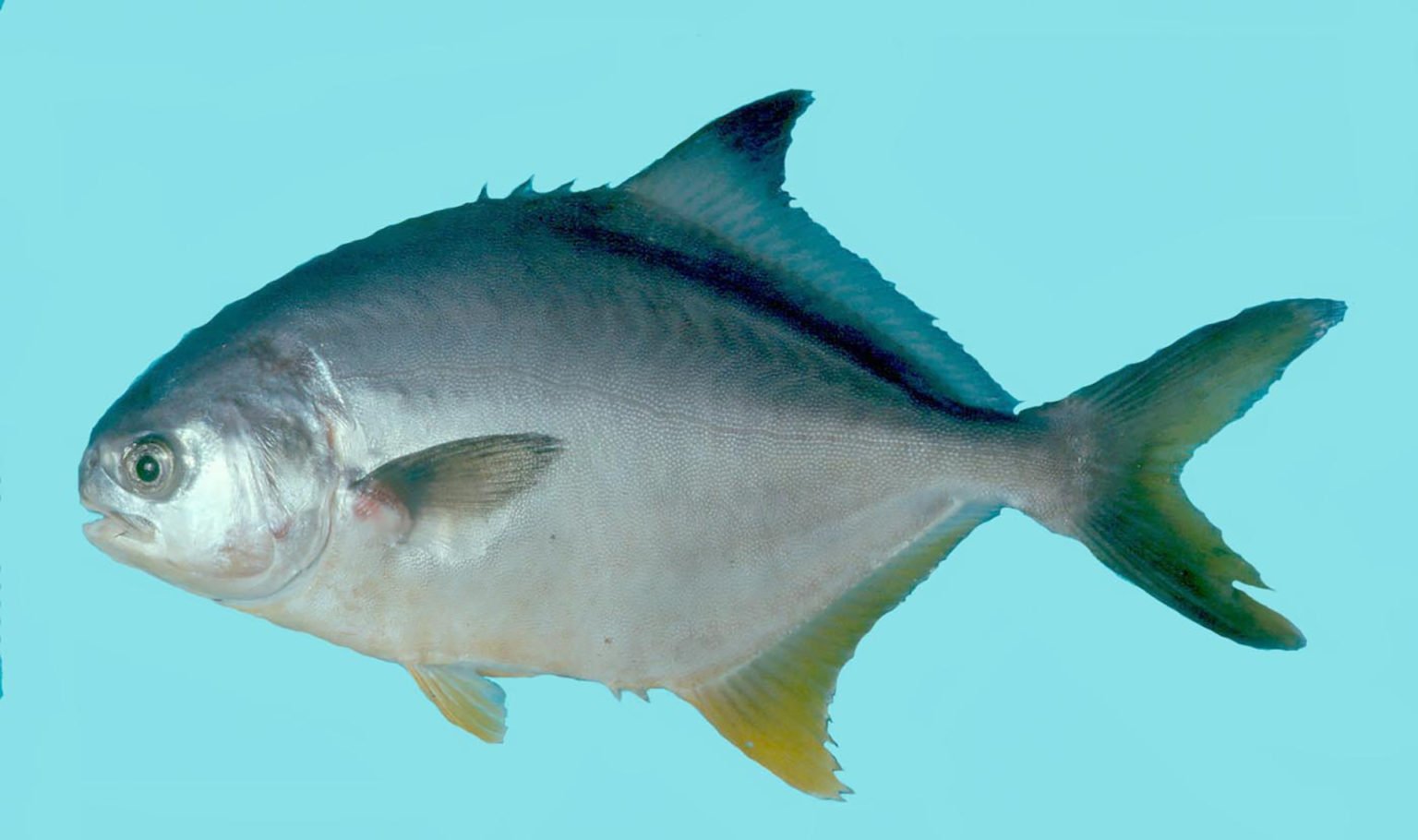 Trachinotus falcatus »