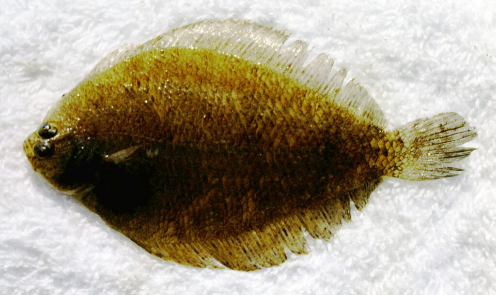 Etropus crossotus, Fringed Flounder