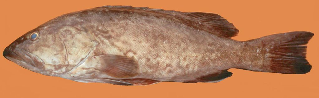 Mycreroperca microlepis