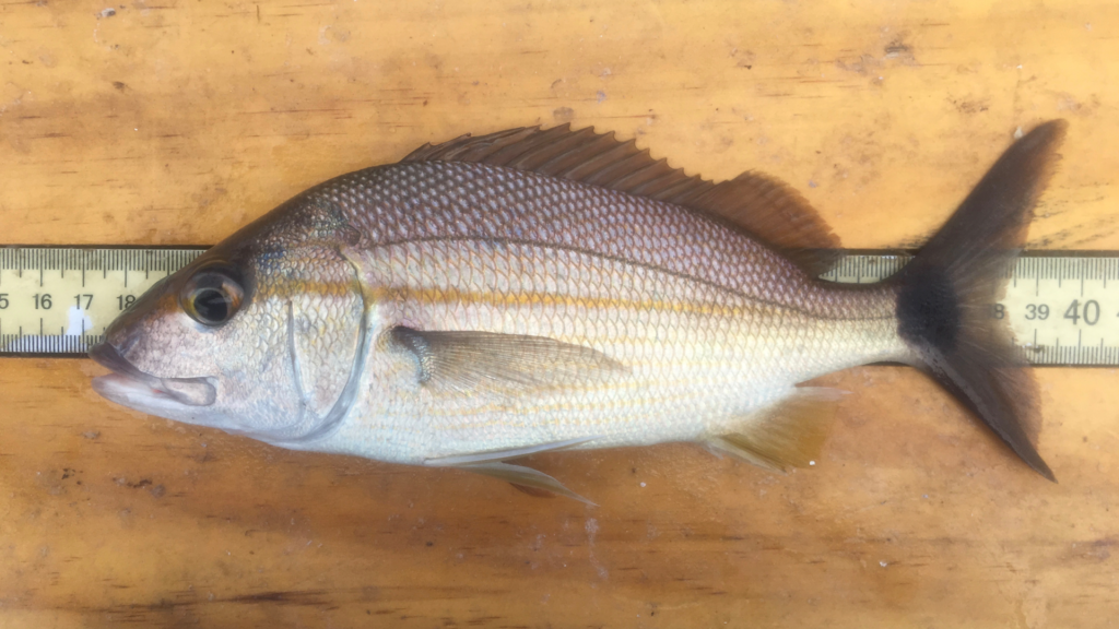 Haemulon aurolineatum