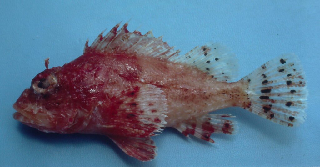 Scorpaena dispar