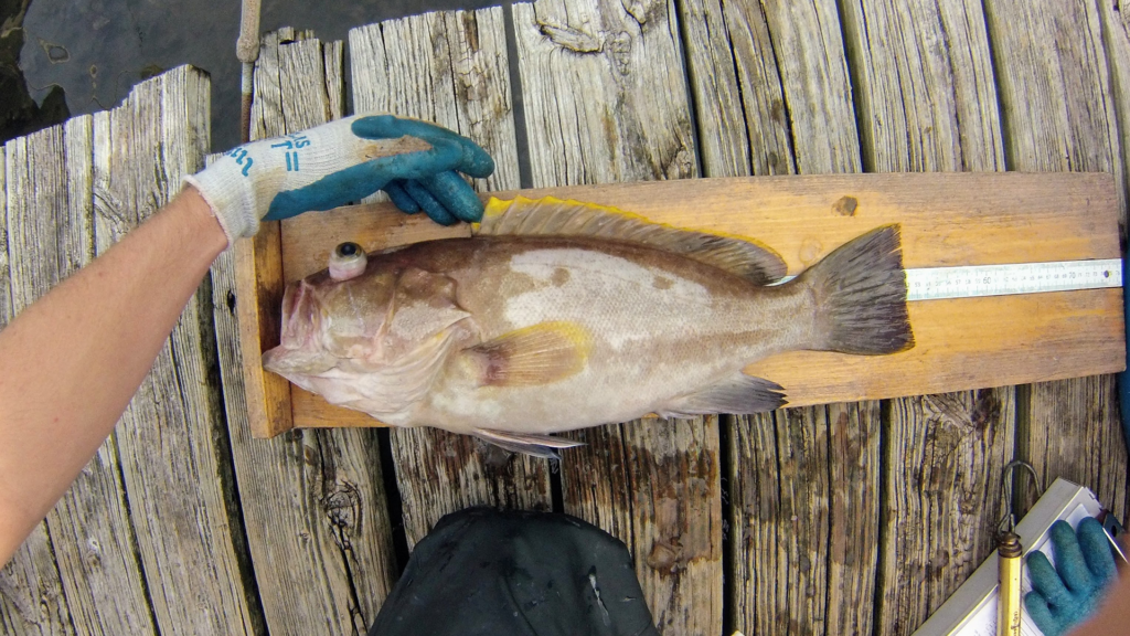 Hyporthodus flavolimbatus