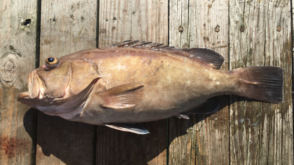 Hyporthodus niveatus