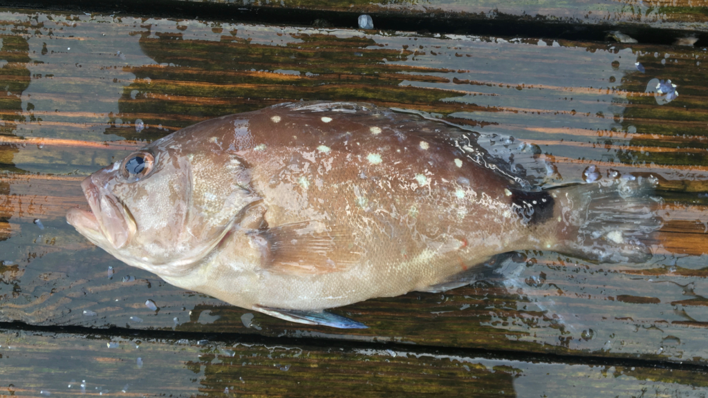 Hyporthodus niveatus