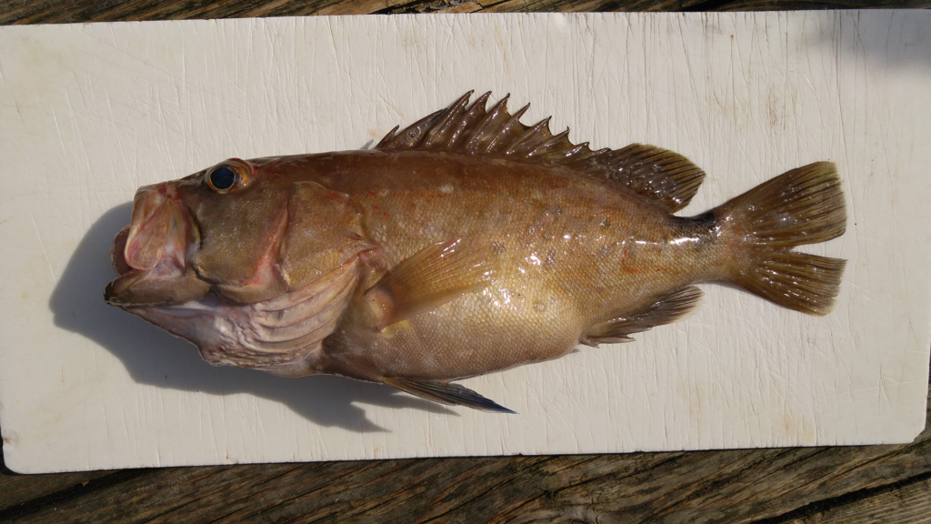 Hyporthodus niveatus