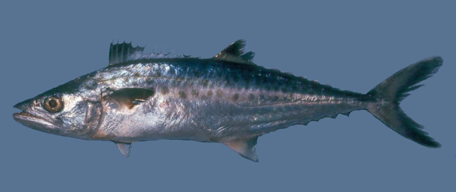 Scomberomorus cavalla » NCFishes.com