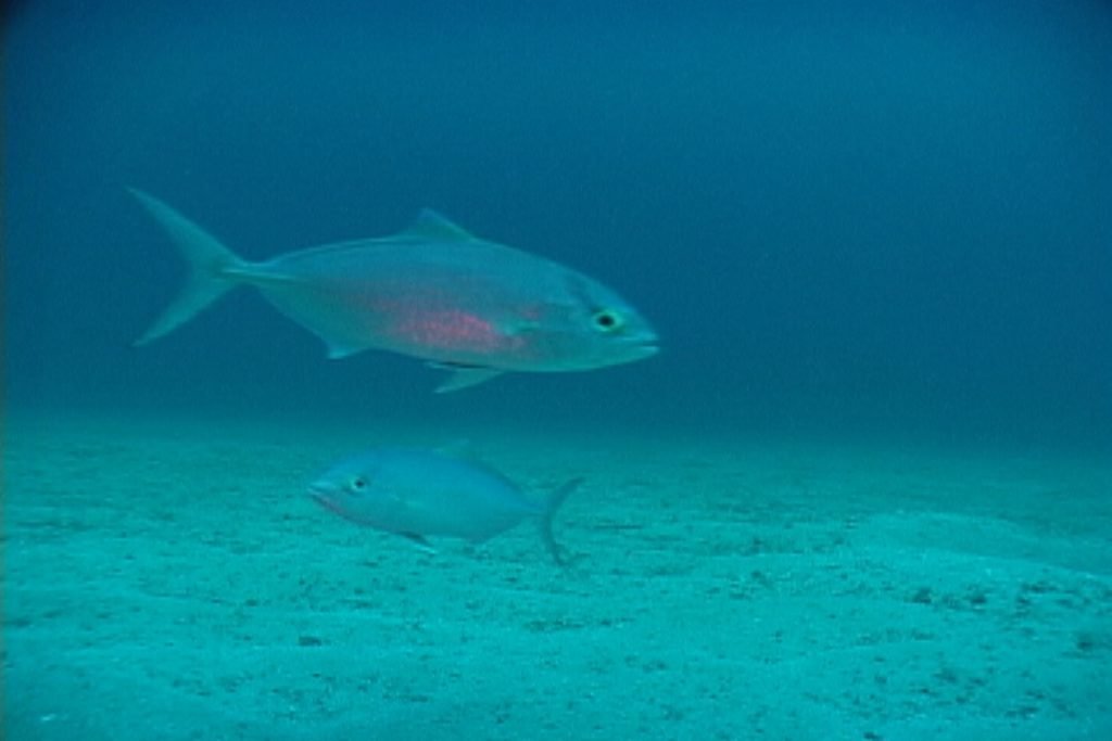 Seriola fasciata