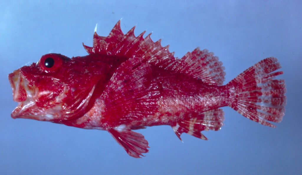 Scorpaena agassizi