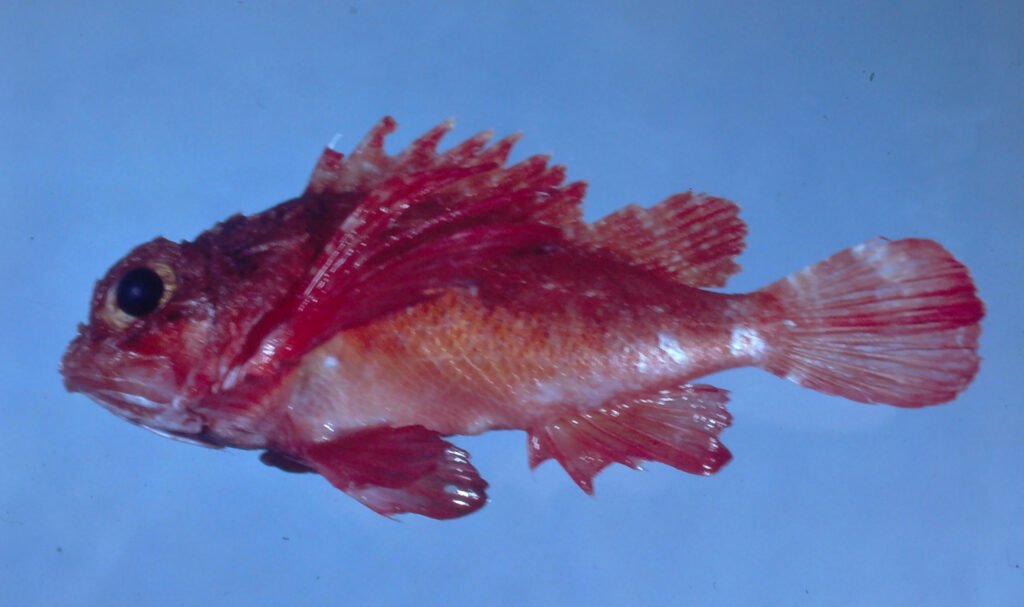 Scorpaena agassizi