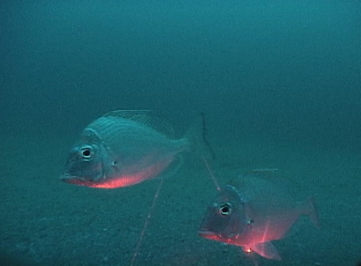 Stenotomus caprinus » NCFishes.com