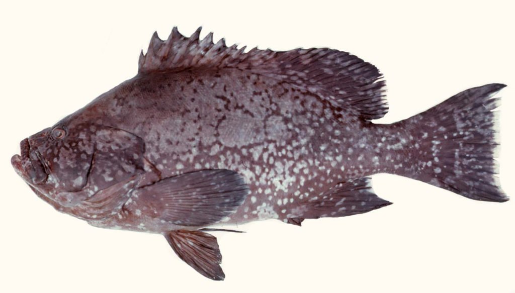 Dermatolepis inermis