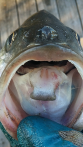 Morone saxatilis - Striped Bass - Tooth Patch