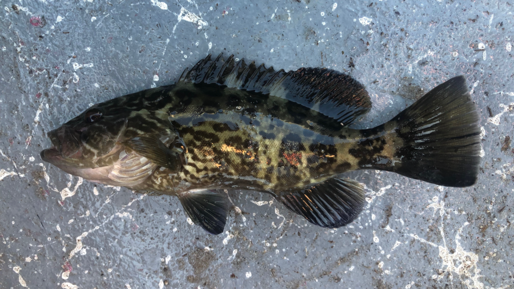 Mycteroperca microlepis