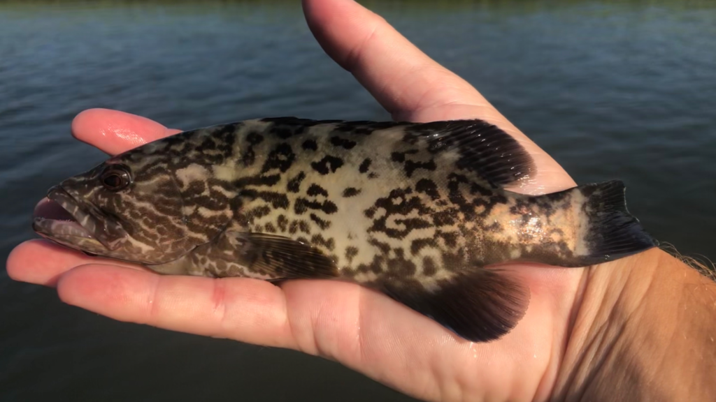 Mycteroperca microlepis
