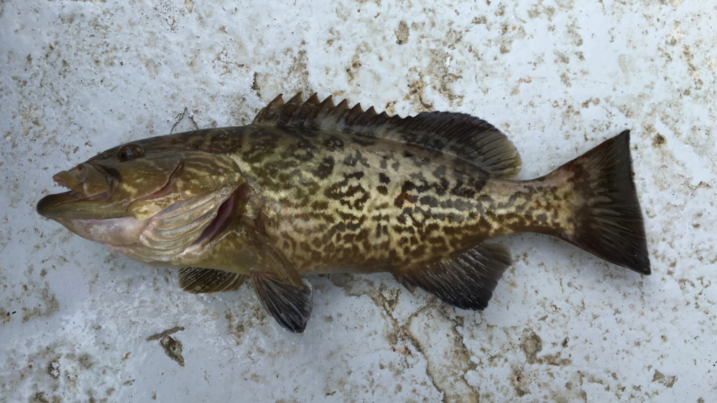 Mycteroperca microlepis