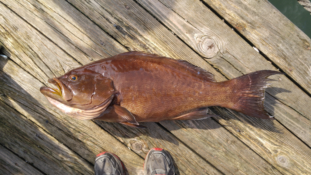 Mycteroperca phenax