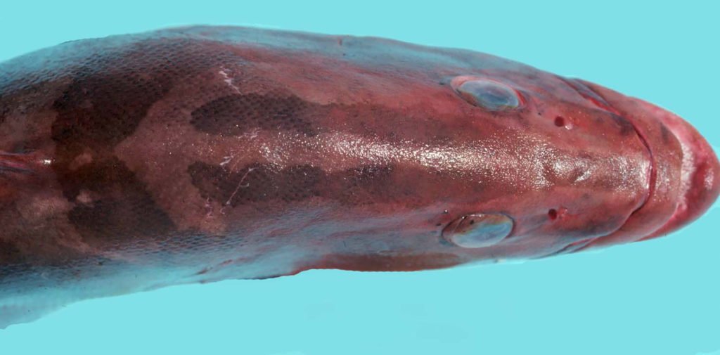 Epinephelus striatus