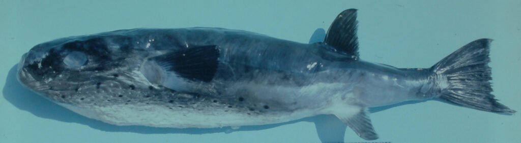 Lagocephalus Lagocephalus NCFishes Lagocephalus Lagocephalus NCFishes