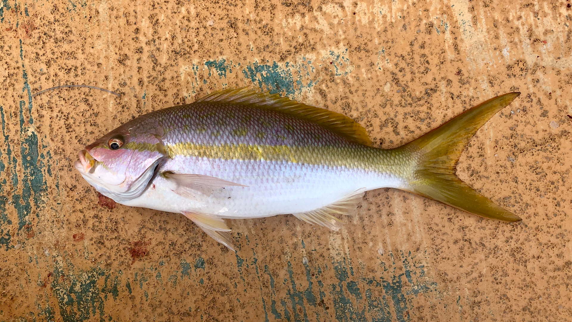 Fish of Florida: Yellowtail Snapper (Ocyurus chrysurus) Species