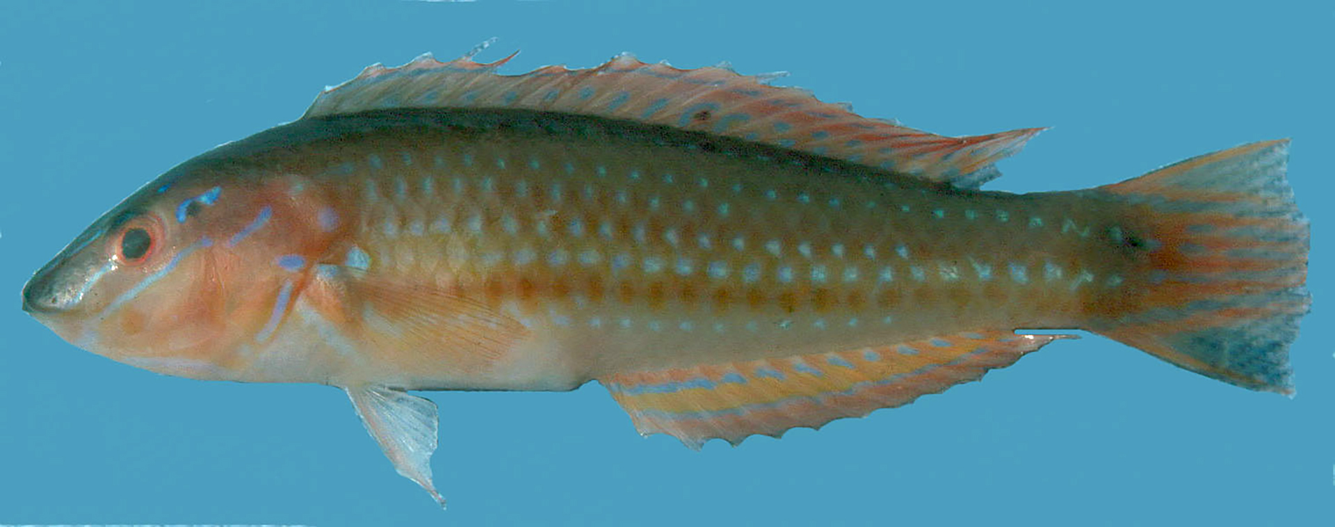 Halichoeres cyanocephalus »