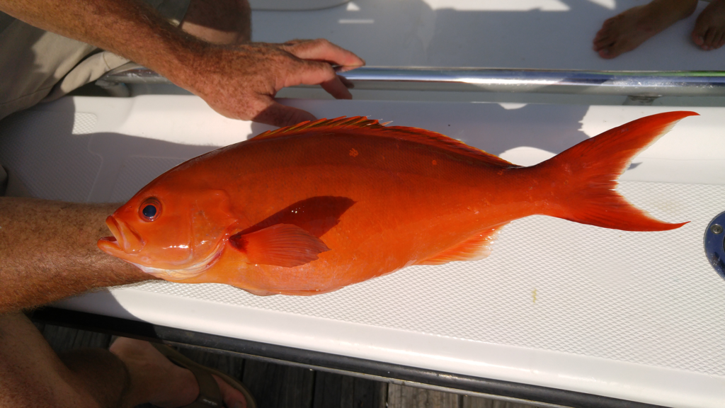 Cephalopholis furcifer