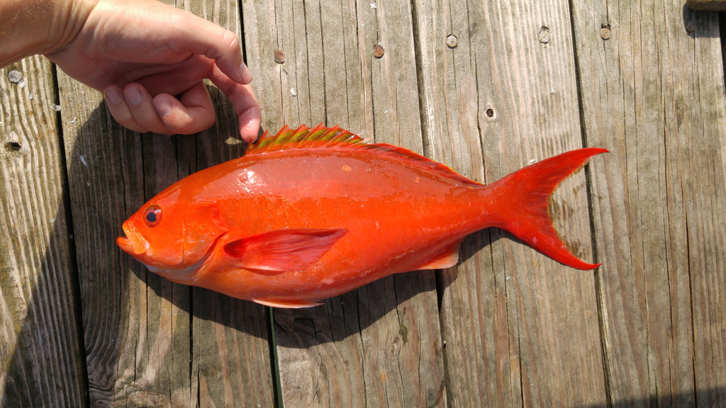 Cephalopholis furcifer