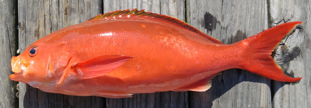Cephalopholis furcifer