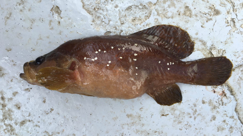 Rypticus maculatus