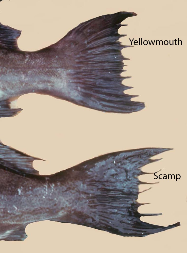 Mycteroperca interstitialis - Yellowmouth Grouper (top) and M. phenax, Scamp (bottom) - tails.
