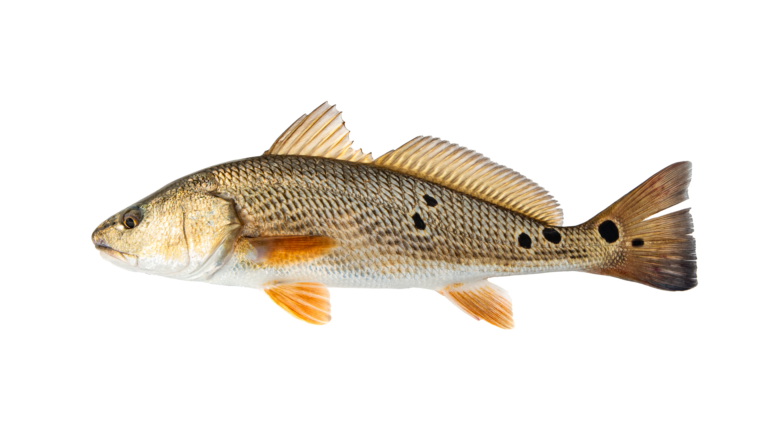 Sciaenops ocellatus » NCFishes.com