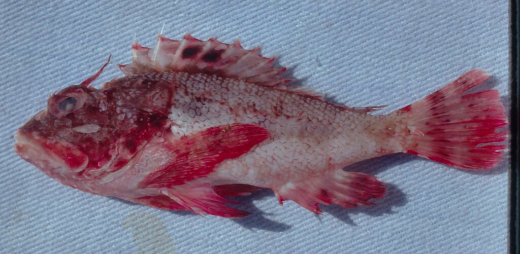 Scorpaena isthmensis