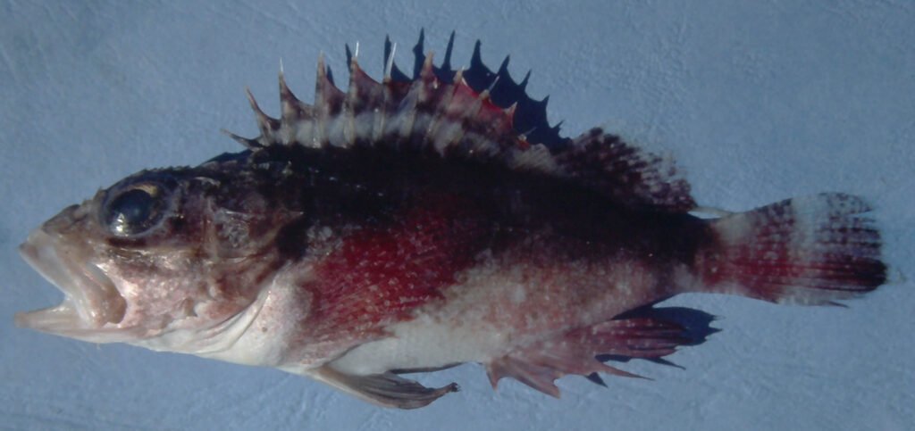Scorpaena calcarata