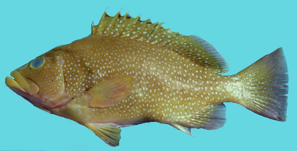 Hyporthodus drummondhayi